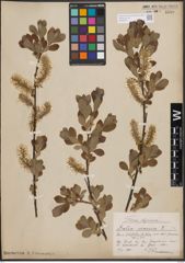 Foto von Salix cinerea L.